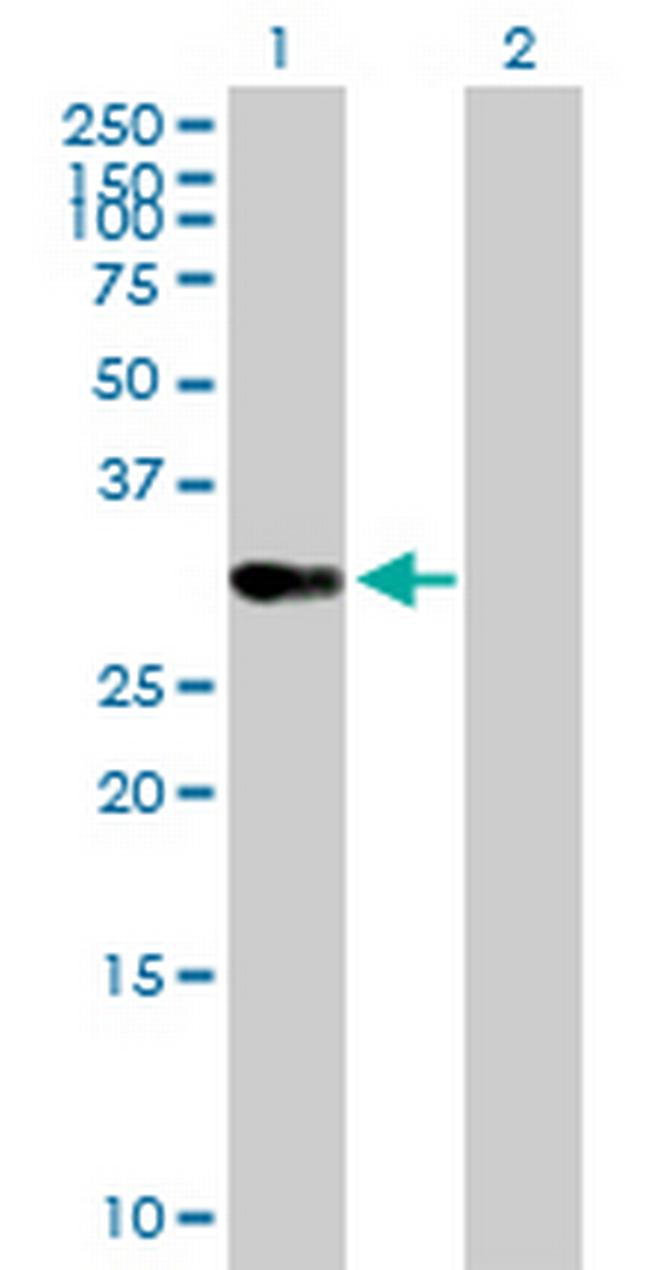 OVOL1 Antibody in Western Blot (WB)