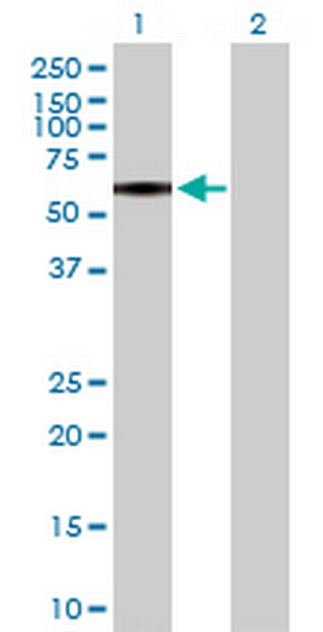 P2RX4 Antibody in Western Blot (WB)