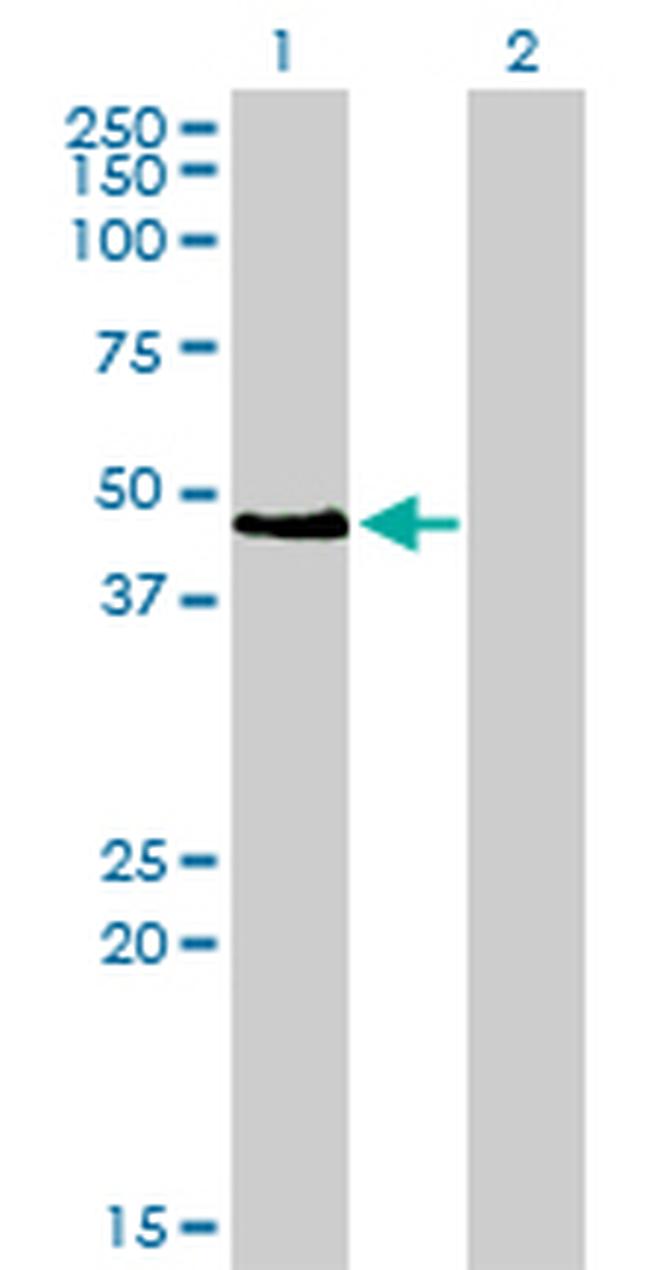 PAX2 Antibody in Western Blot (WB)