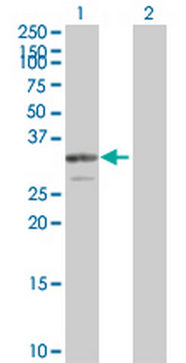 PDGFB Antibody in Western Blot (WB)