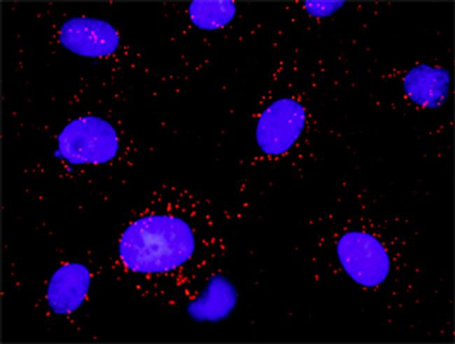 PDGFRB Antibody in Proximity Ligation Assay (PLA) (PLA)