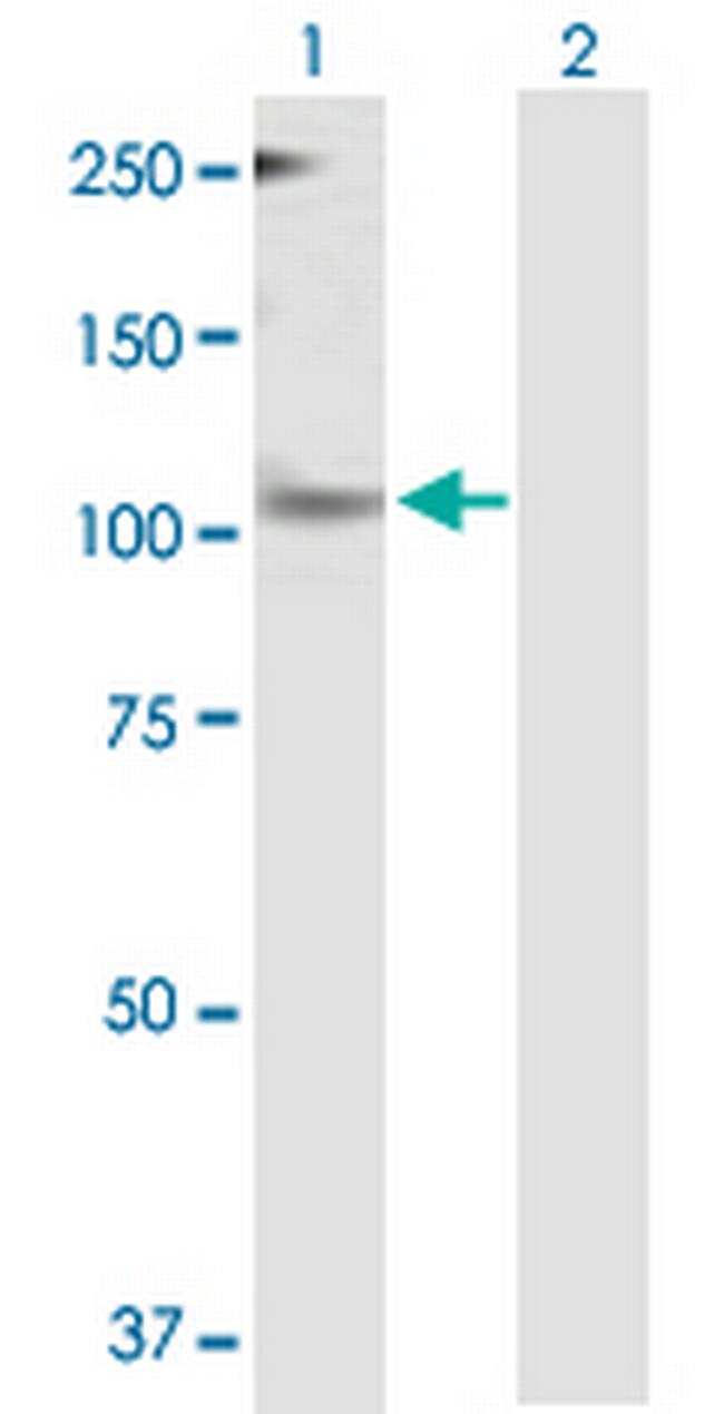 PER1 Antibody in Western Blot (WB)