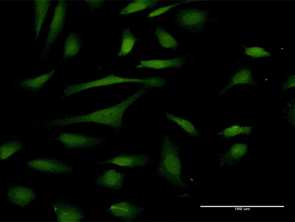 PIN4 Antibody in Immunocytochemistry (ICC/IF)