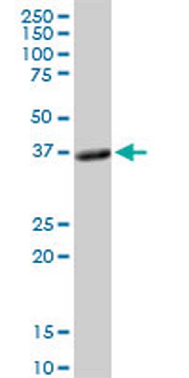 PLSCR1 Antibody in Western Blot (WB)