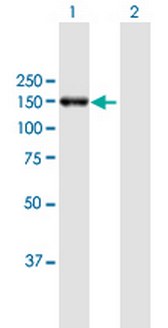 POLRMT Antibody in Western Blot (WB)