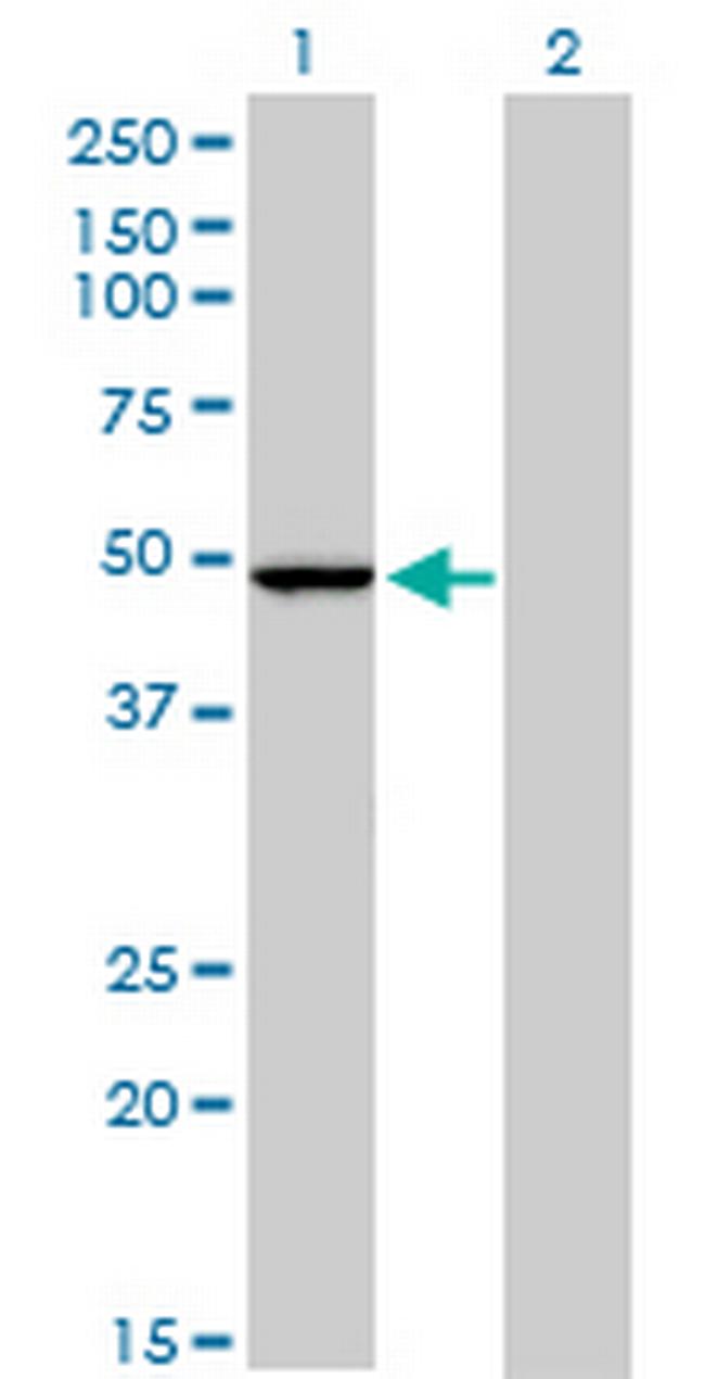 PPOX Antibody in Western Blot (WB)