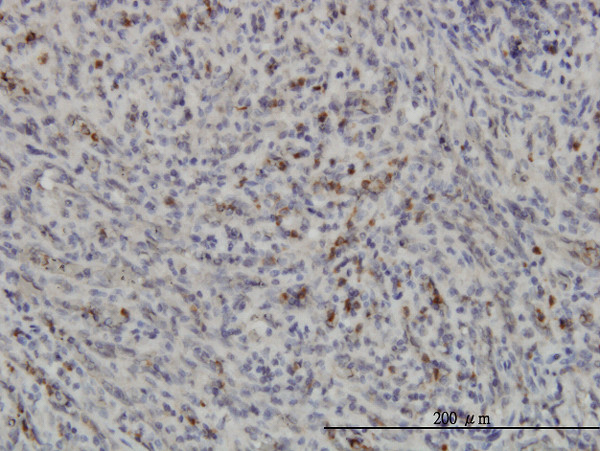 PRKAA1 Antibody in Immunohistochemistry (Paraffin) (IHC (P))