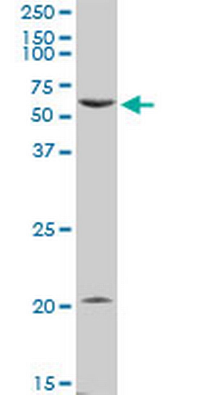 PTGER4 Antibody in Western Blot (WB)