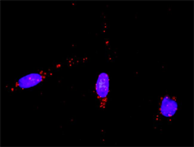 RAD51 Antibody in Proximity Ligation Assay (PLA) (PLA)