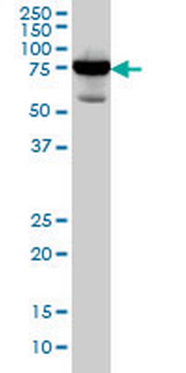 RDX Antibody in Western Blot (WB)