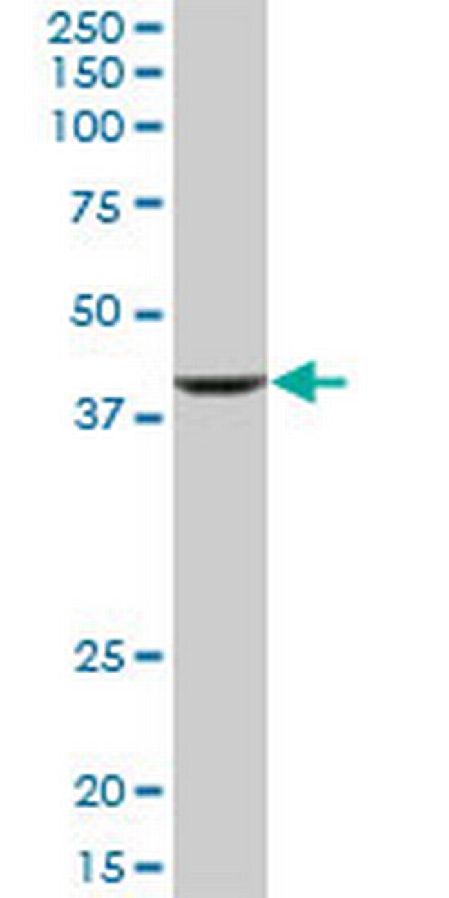 RNF2 Antibody in Western Blot (WB)