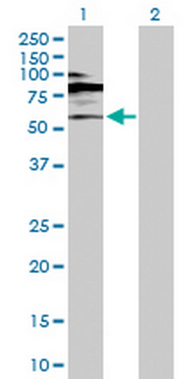RORC Antibody in Western Blot (WB)
