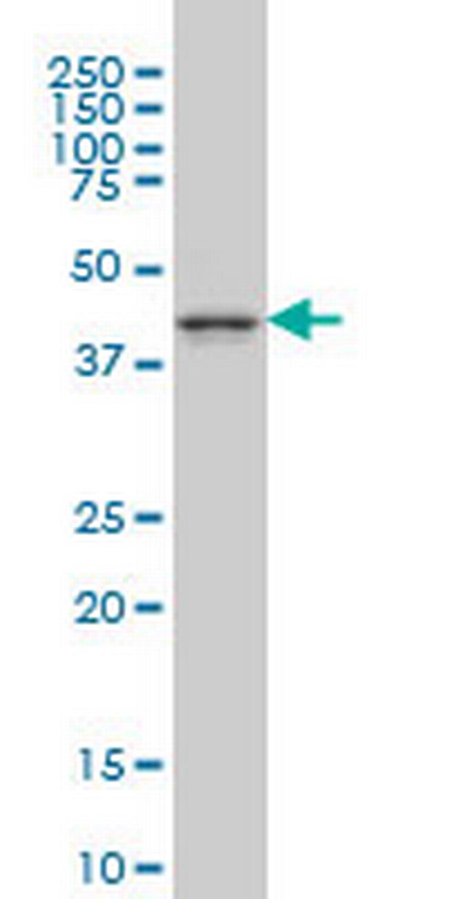 MAPK12 Antibody in Western Blot (WB)