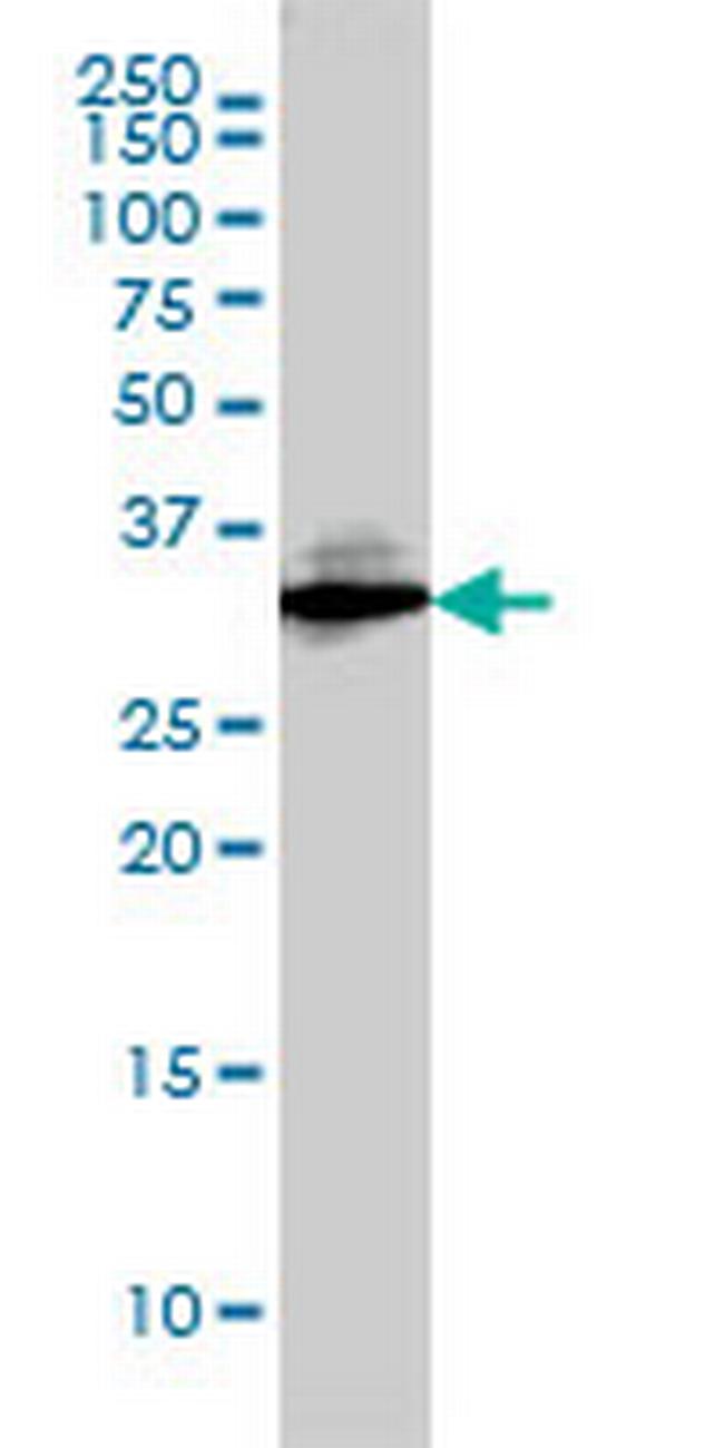 SDCBP Antibody in Western Blot (WB)