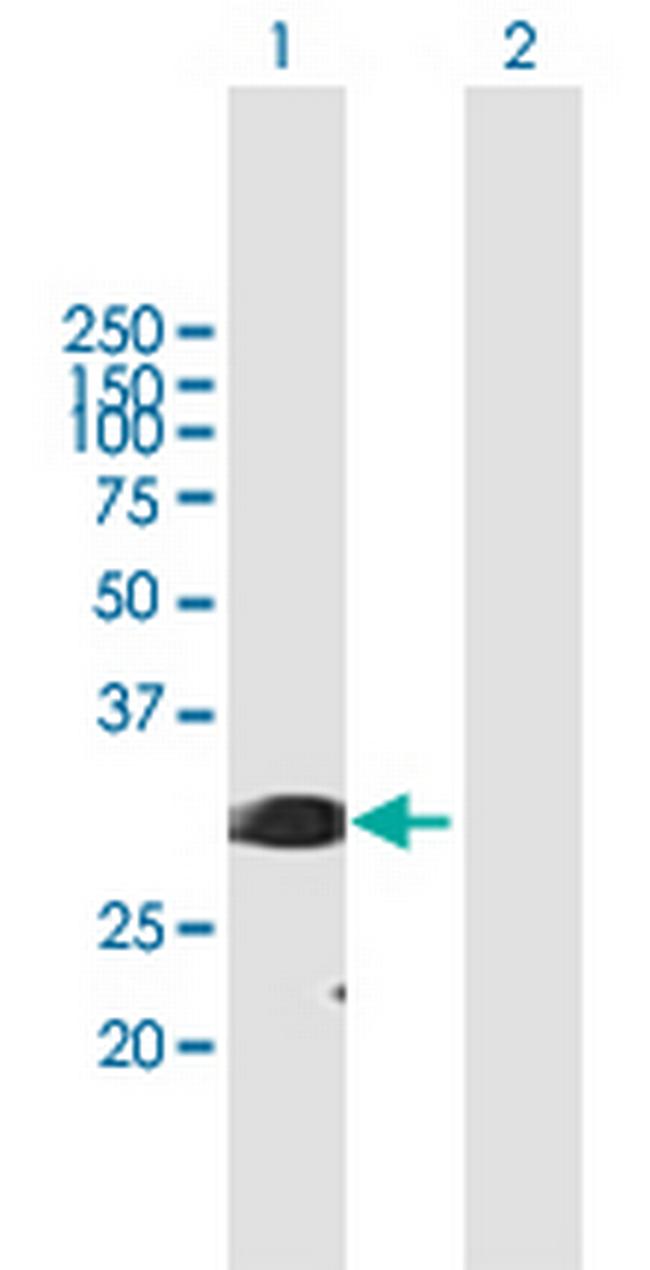 SFRS1 Antibody in Western Blot (WB)