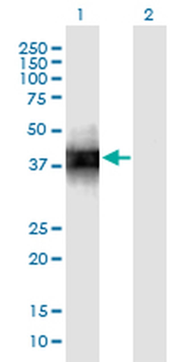 SFTPB Antibody in Western Blot (WB)