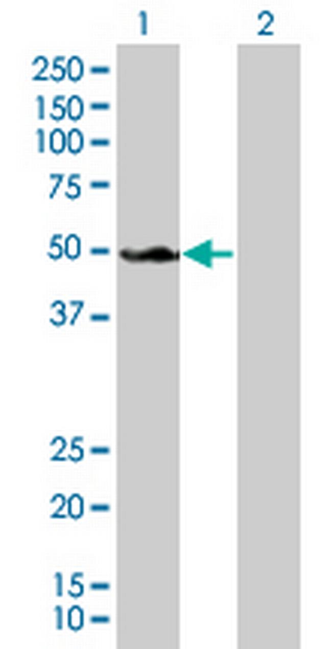 SH3GL1 Antibody in Western Blot (WB)