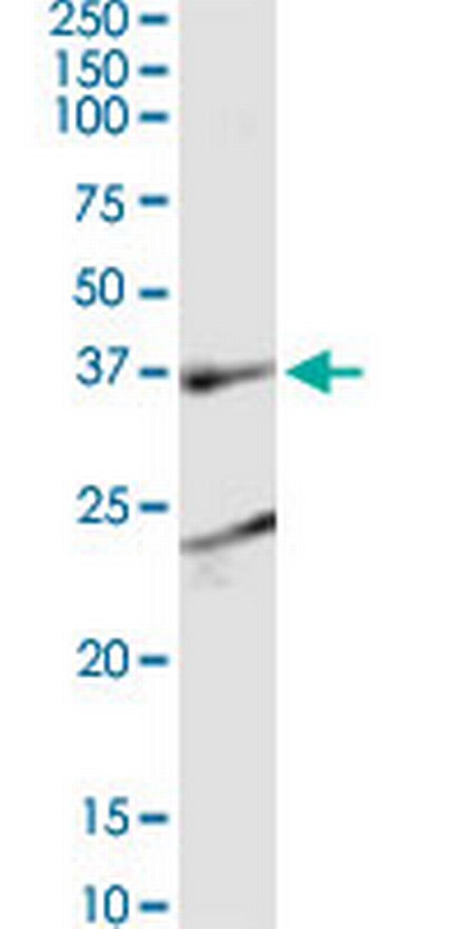 SH3GL1 Antibody in Western Blot (WB)