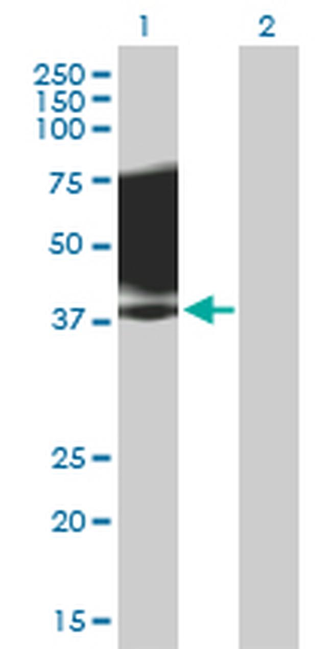 SLAMF1 Antibody in Western Blot (WB)