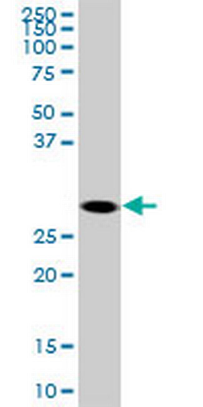 SOX15 Antibody in Western Blot (WB)