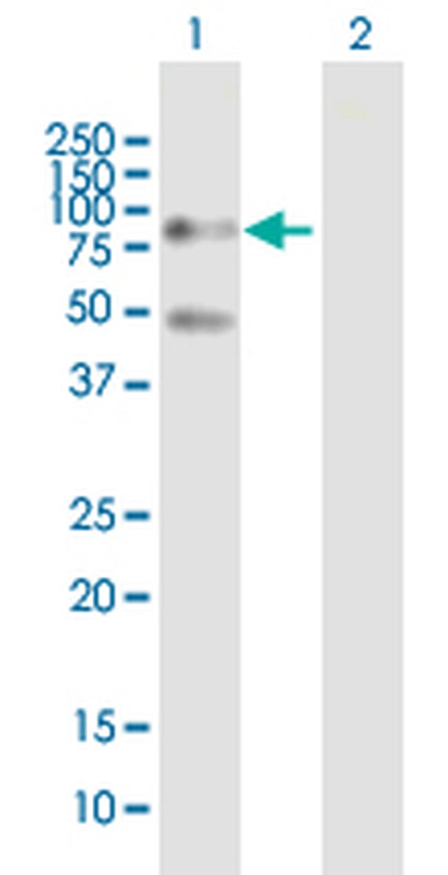 SP100 Antibody in Western Blot (WB)