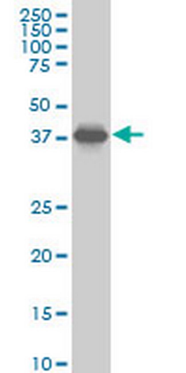 SPP1 Antibody in Western Blot (WB)