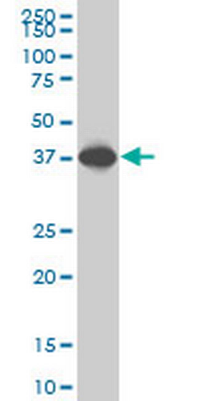 SPP1 Antibody in Western Blot (WB)