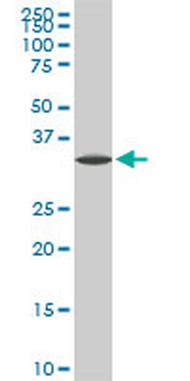 SPP1 Antibody in Western Blot (WB)