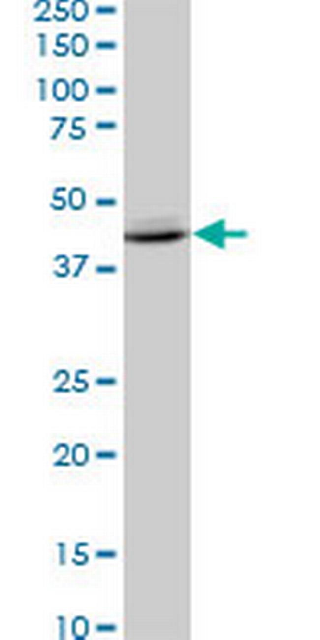 SPP1 Antibody in Western Blot (WB)