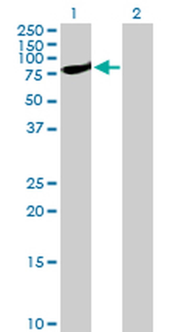 STAT1 Antibody in Western Blot (WB)