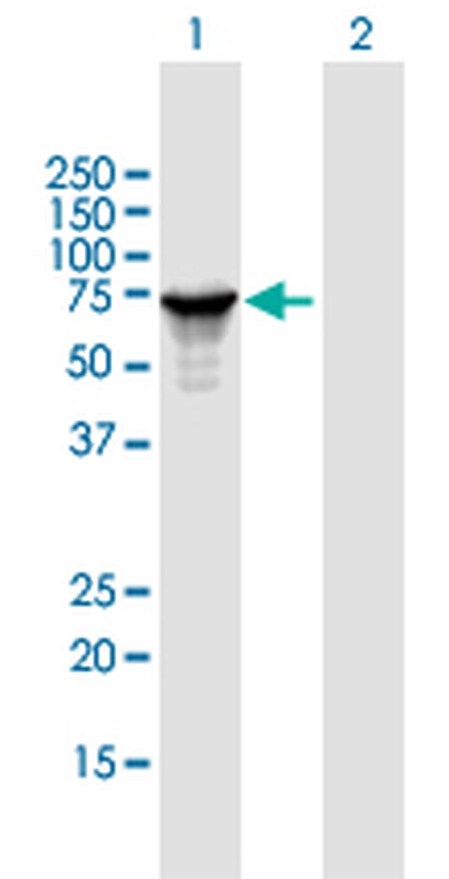 STAU1 Antibody in Western Blot (WB)