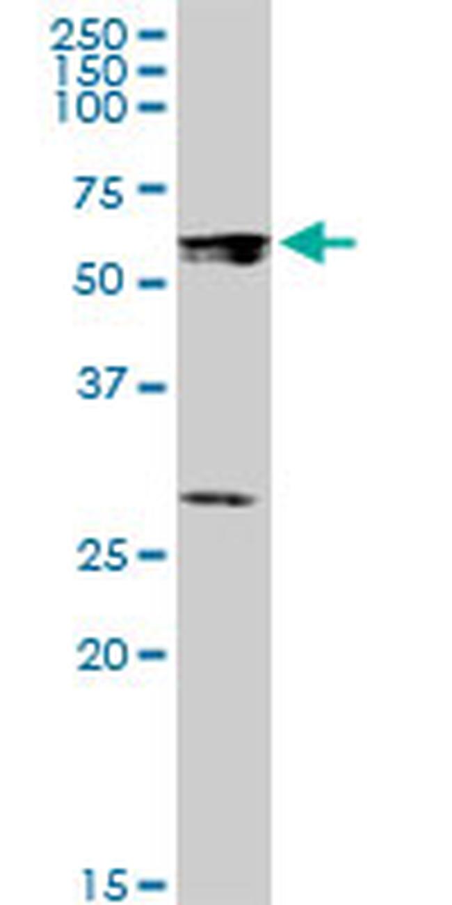 STAU1 Antibody in Western Blot (WB)