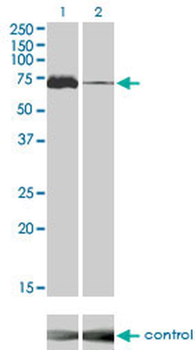 MAP3K7 Antibody in Western Blot (WB)