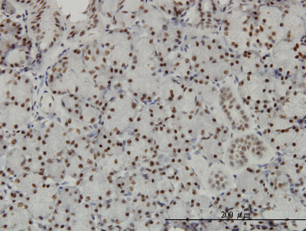 TCEA3 Antibody in Immunohistochemistry (Paraffin) (IHC (P))