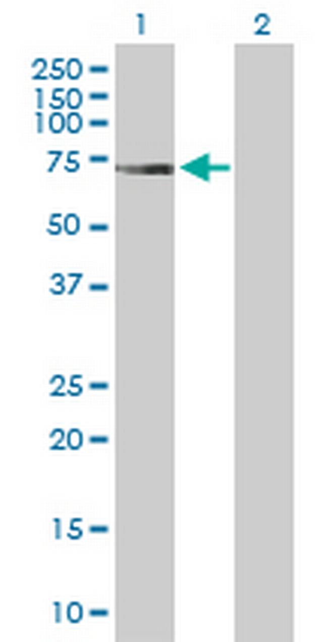 HNF1B Antibody in Western Blot (WB)