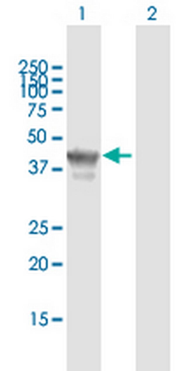 TCF19 Antibody in Western Blot (WB)