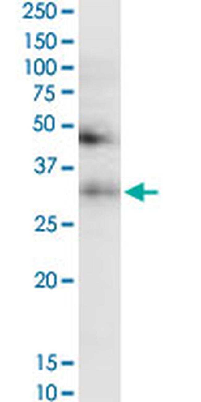 TF Antibody in Western Blot (WB)