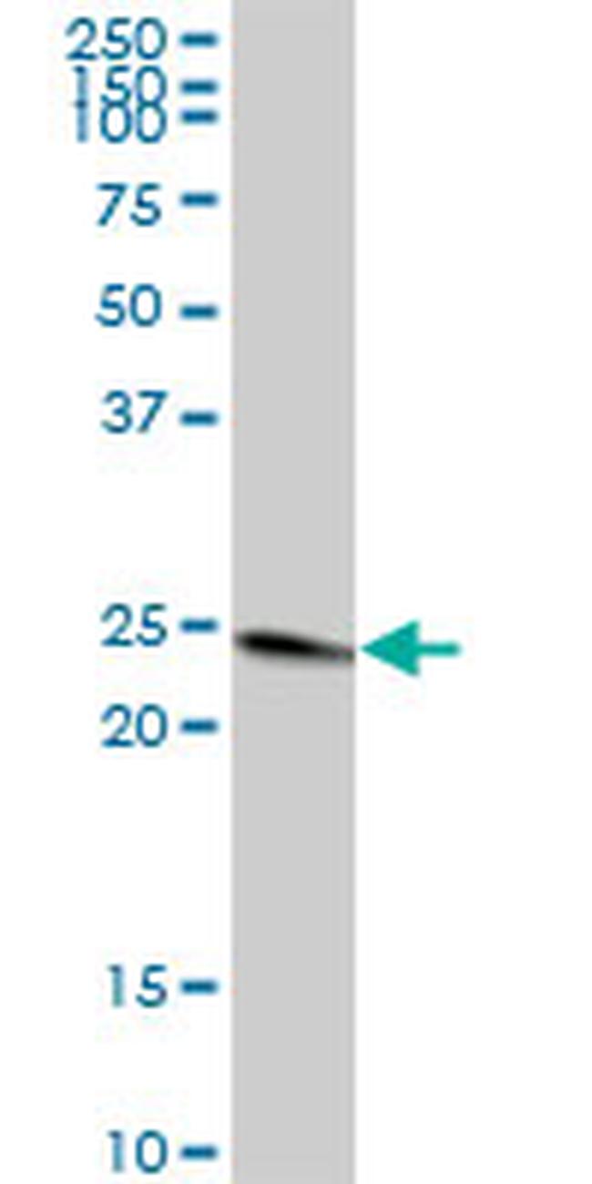 TFAM Antibody in Western Blot (WB)