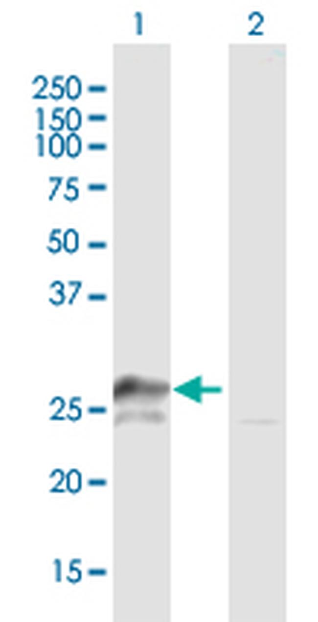 TFAM Antibody in Western Blot (WB)