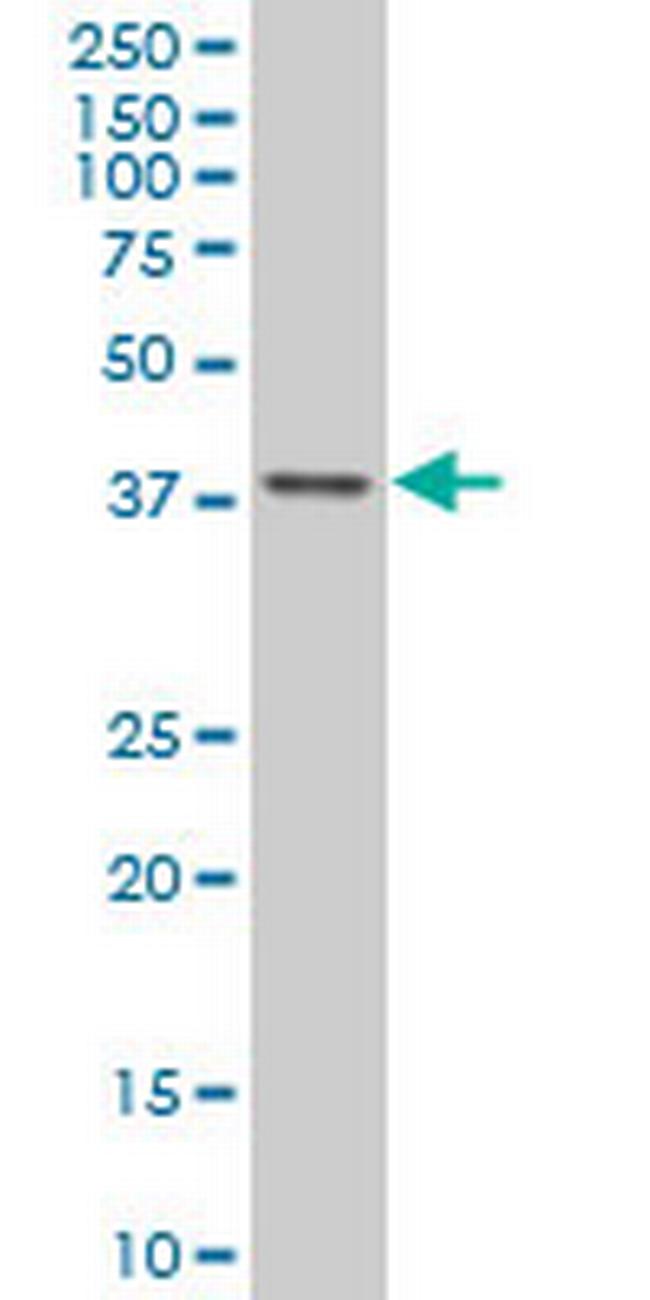 TFAP4 Antibody in Western Blot (WB)