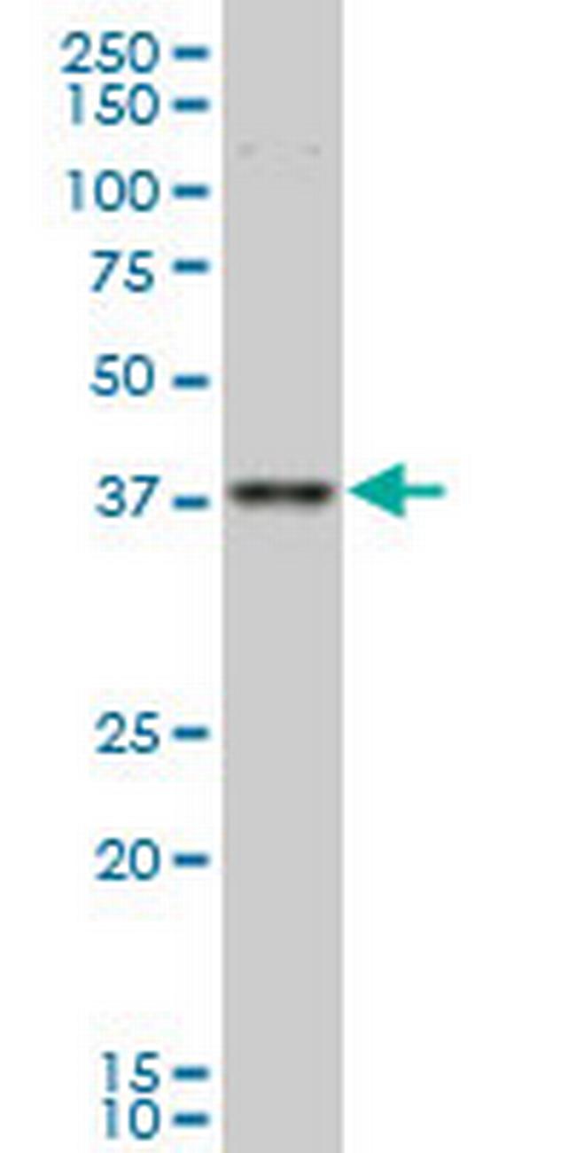 TFAP4 Antibody in Western Blot (WB)