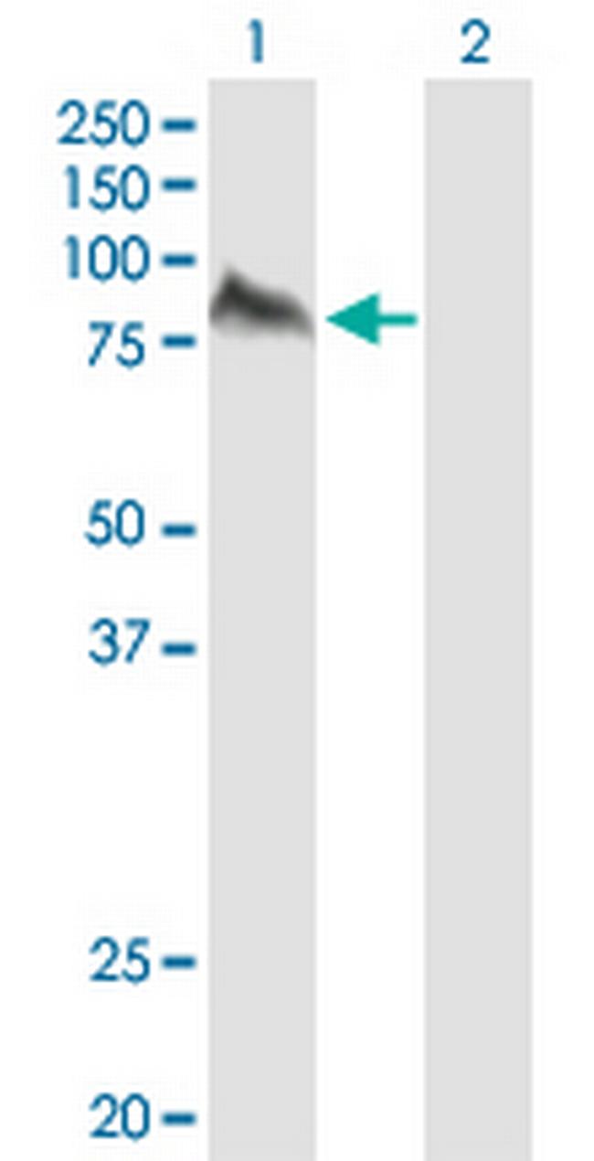 UMOD Antibody in Western Blot (WB)