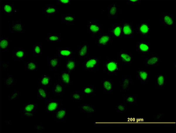 ZNF24 Antibody in Immunocytochemistry (ICC/IF)