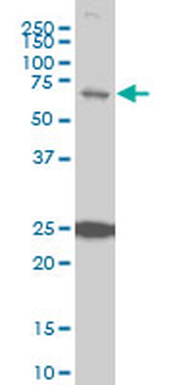 TRIM25 Antibody in Western Blot (WB)