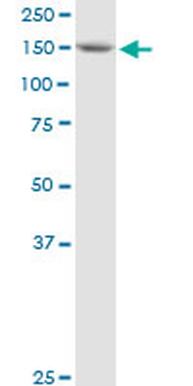 BAT3 Antibody in Western Blot (WB)