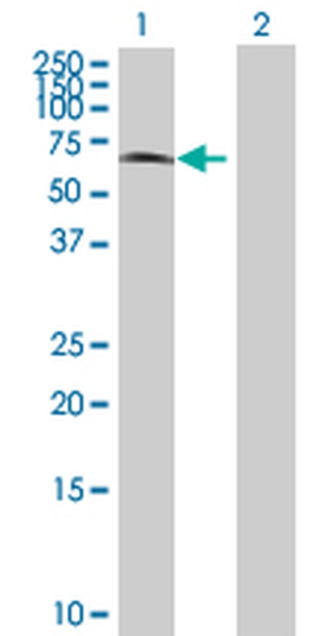 BRD3 Antibody in Western Blot (WB)