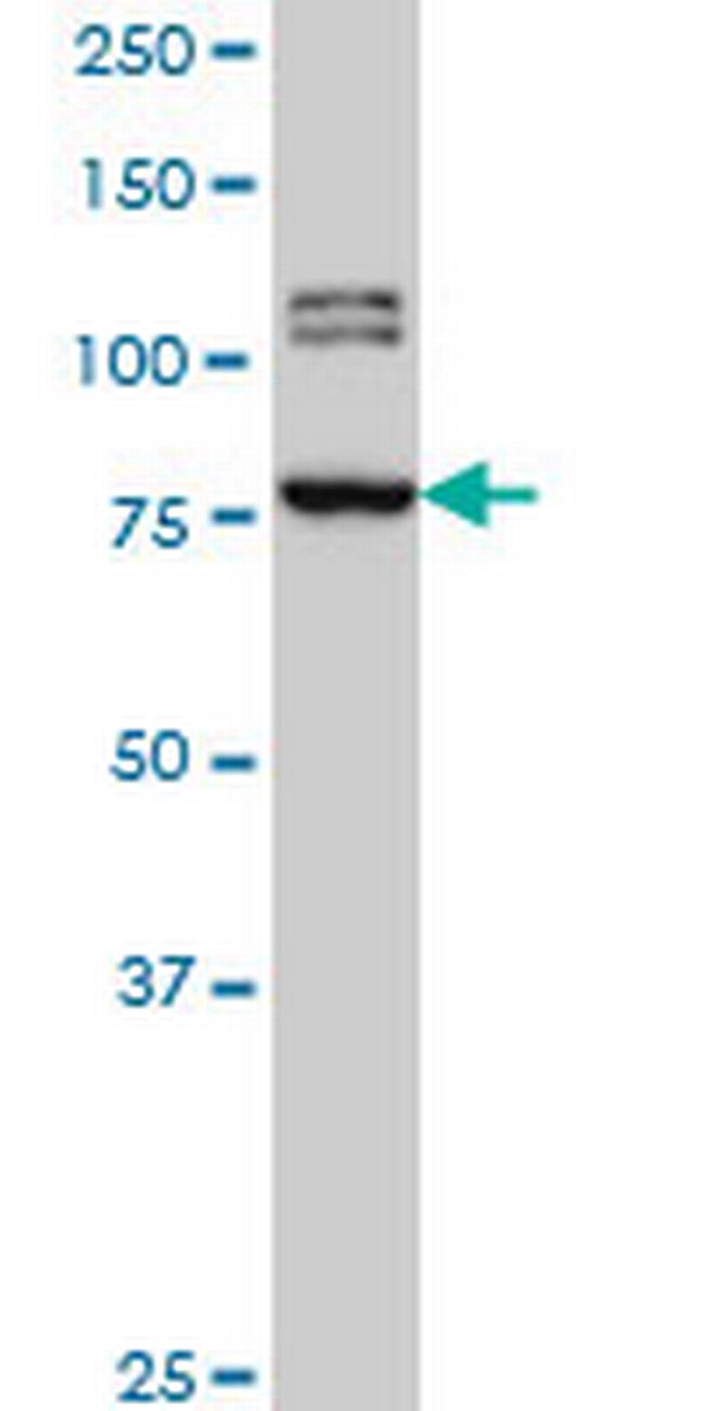 BRD3 Antibody in Western Blot (WB)