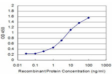 BRD3 Antibody in ELISA (ELISA)