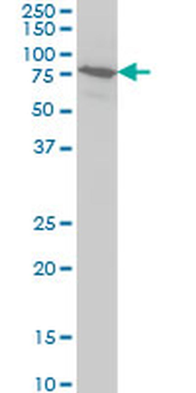 BRD3 Antibody in Western Blot (WB)