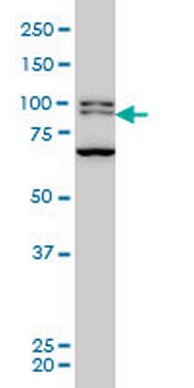 BRD3 Antibody in Western Blot (WB)